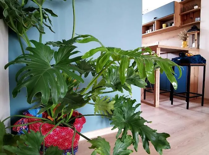 Rare View Appartamento *